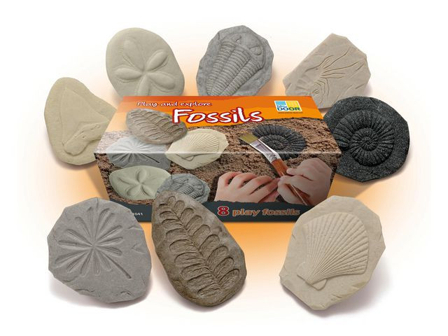 BildeUndersök Fossilier av sten 8/fp