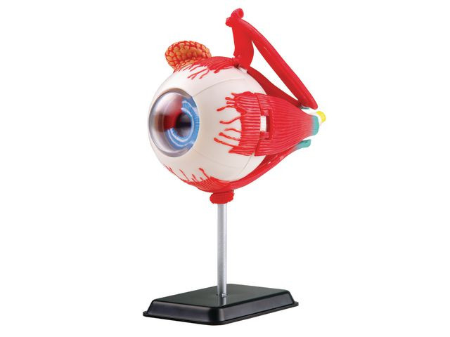 BildeAnatomisk modell Öga 14 cm