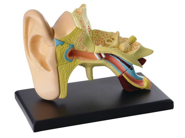 BildeAnatomisk modell Öra 7,7 cm