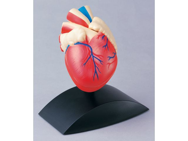 BildeAnatomisk modell Hjärta 1:1