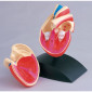 Anatomisk modell Hjärta 1:1