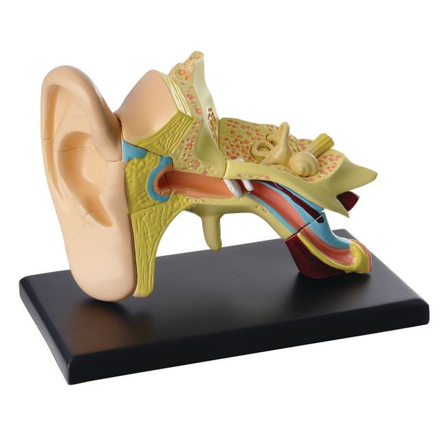 BildeAnatomisk modell Öra 7,7 cm