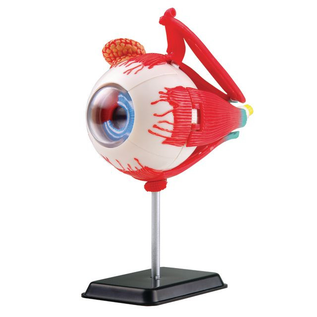 BildeAnatomisk modell Öga 14 cm