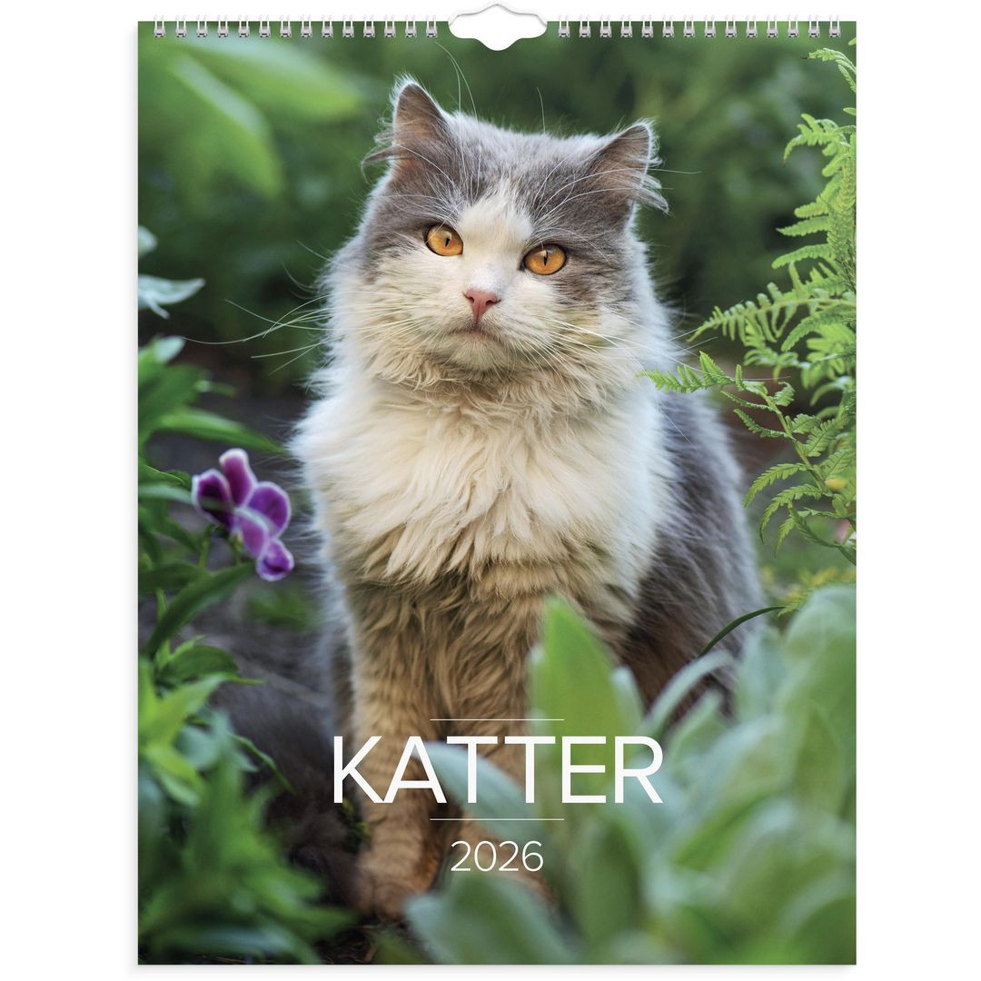 BildeVäggkalender Stora Kattkalendern 2026